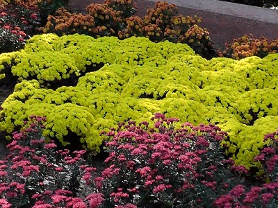 хризантемы в никитском саду